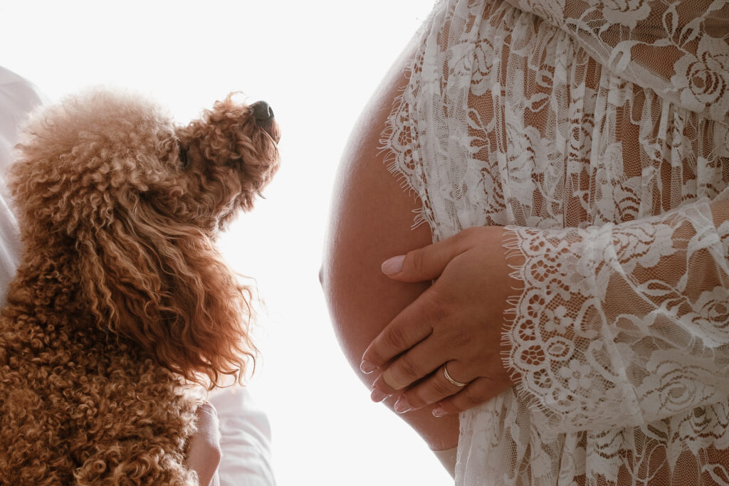 Maternity studio picture, dog and baby bump with white lace dress
